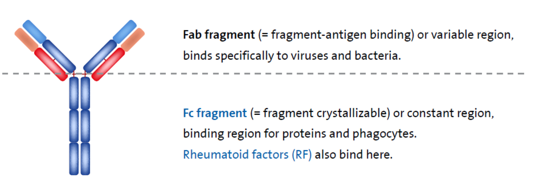 Rheumatoid Factors