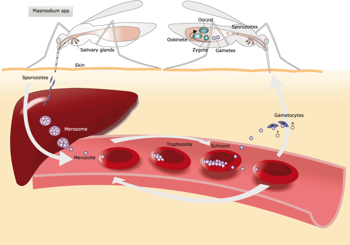 malaria-diagnostics-at-the-forefront-for-disease-management-and